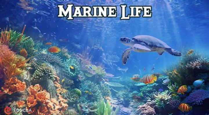 10 Amazing Things About Marine Life