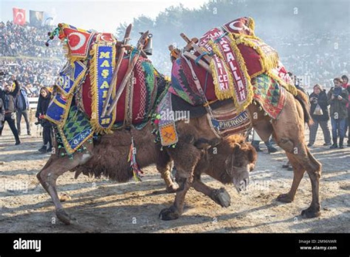17 Captivating Photos From Turkey's Camel Wrestling Festival