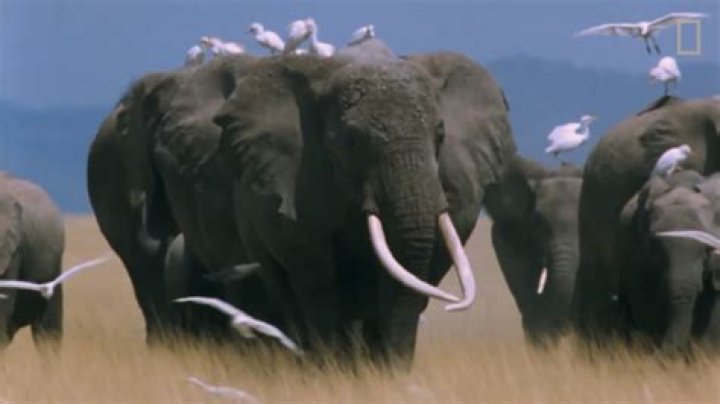 20 Spellbinding Animal Migration Photos