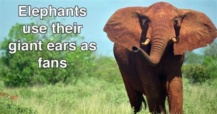 21 Interesting Elephant Facts About The Largest Land Animal On Earth