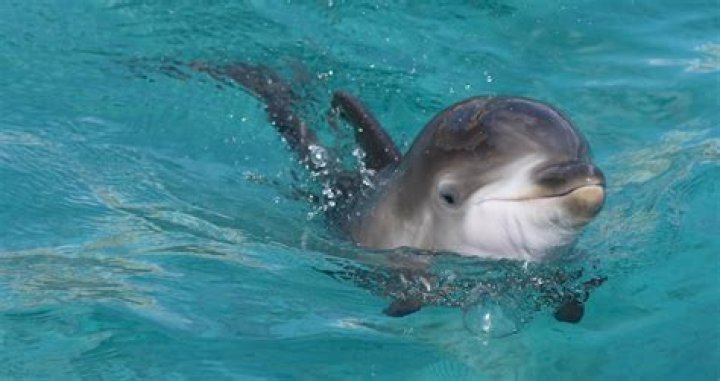 Baby Dolphin Dies On Florida Beach With Plastic In Its Belly