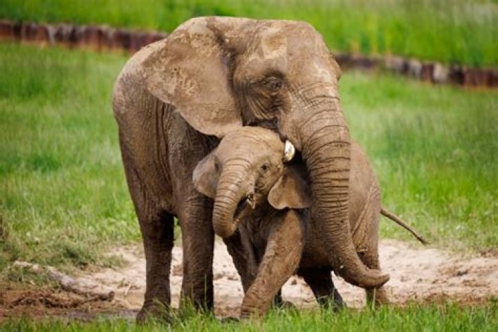Baby Elephants Are Separated From Their Mothers And Tortured For Tourism