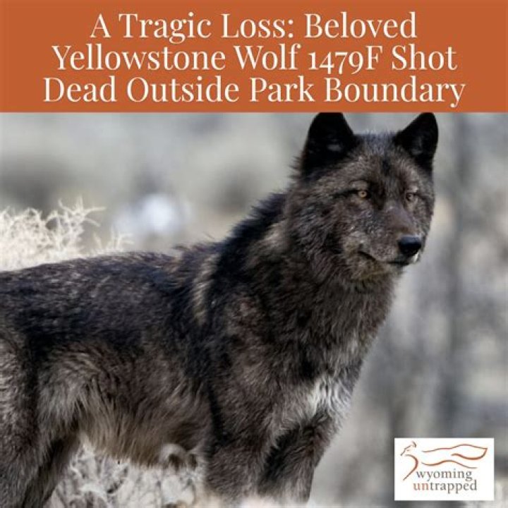 Beloved Yellowstone Wolf Spitfire Shot Dead In Legal Trophy Killing