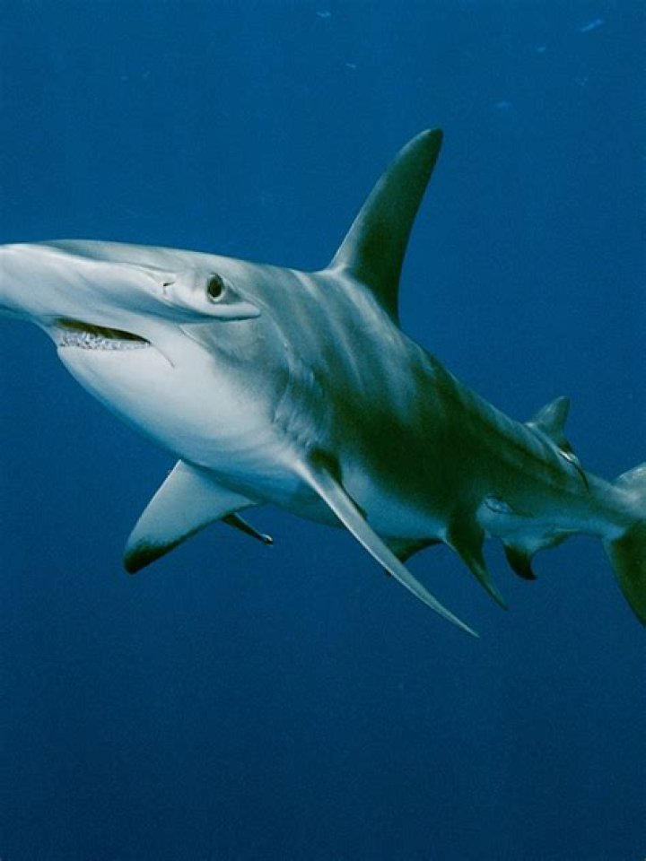 Bonnethead Shark Identified As World's First Known Omnivorous Shark