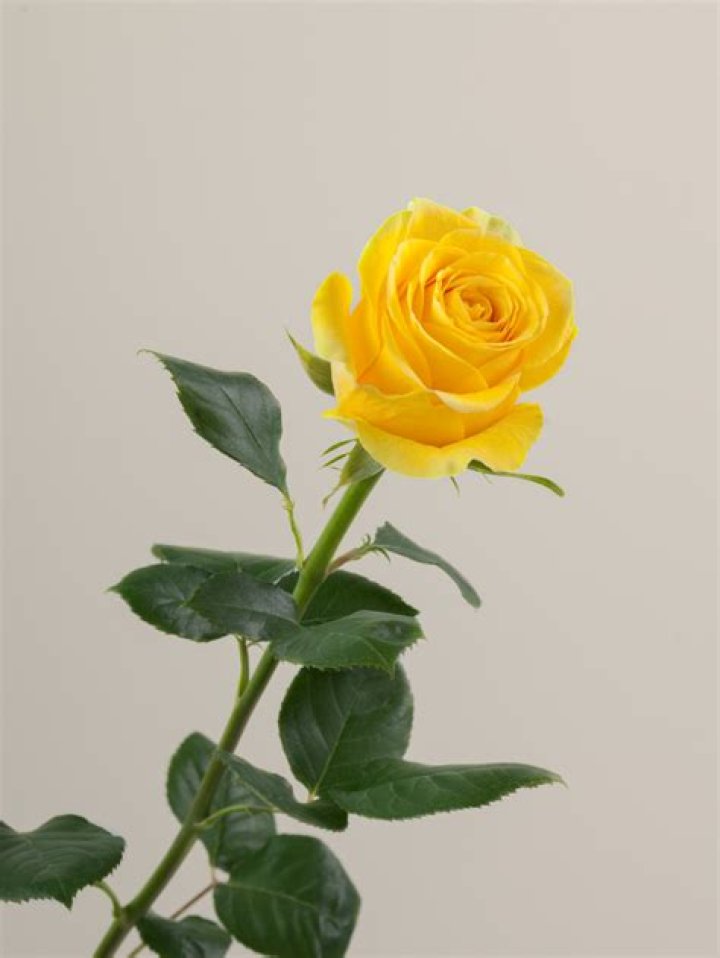 Brighton Rose Favreau – Celebsgraphy