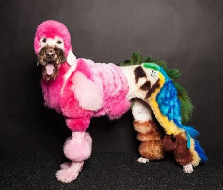 Capturing The World Of Creative Dog Grooming