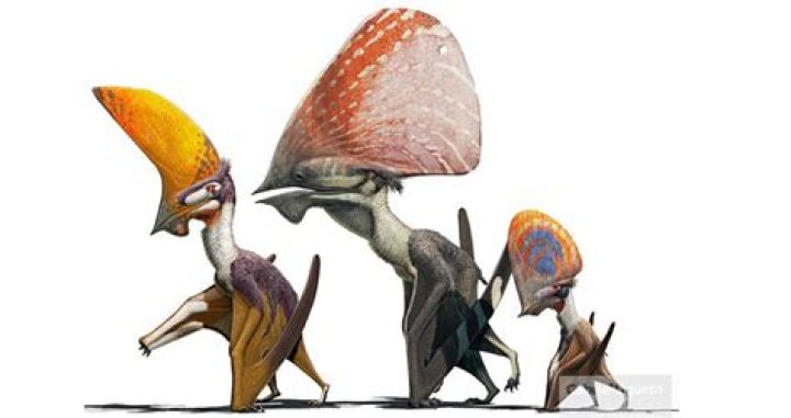 Dinosaur Cousin Pterosaur Likely Had Flamboyant Head Of Feathers