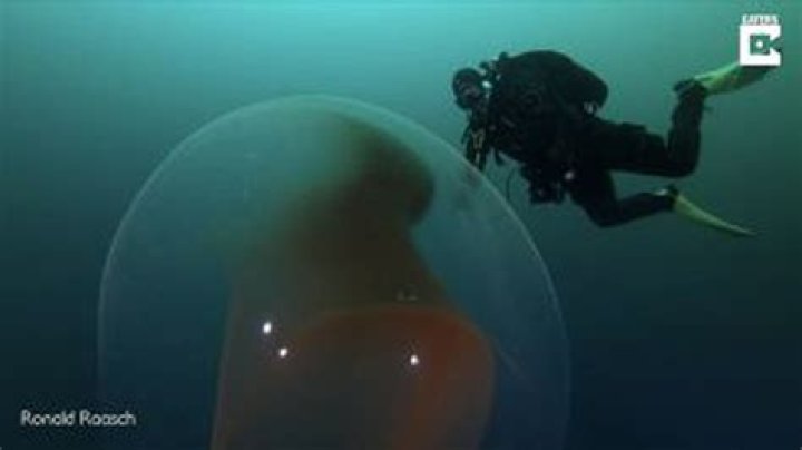 Divers Find Giant Squid Egg Sac In Norway's Deep Sea