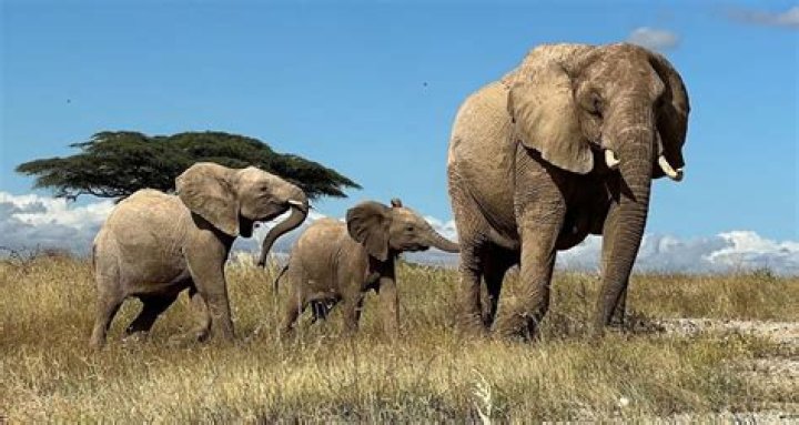 Elephants Call Each Other By Unique Names, Study Finds