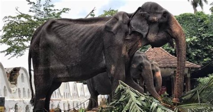 Emaciated Elephant Forced To March In Sri Lankan Parade