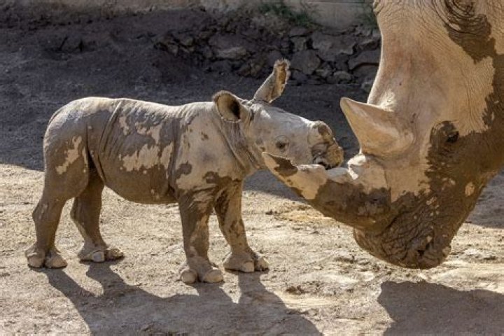 Endangered White Rhino Born At Disney World's Animal Kingdom