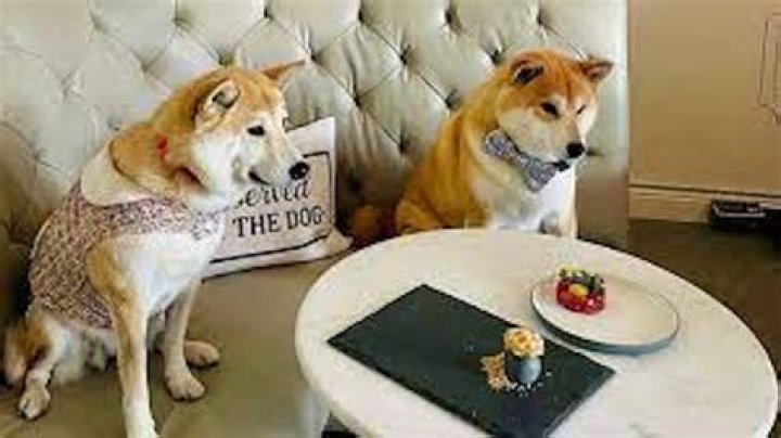 Fine Dining Restaurant For Dogs Opens In San Francisco