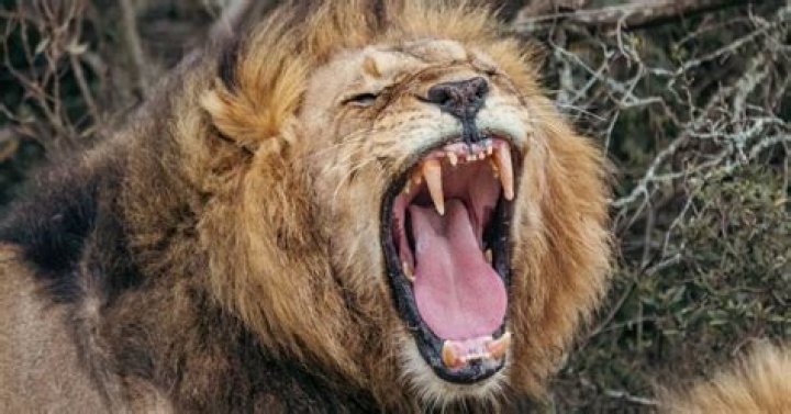 Game Reserve Owner Nicknamed 'Lion Man' Mauled To Death By Lions