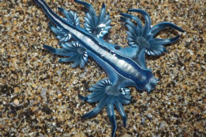 Glaucus Atlanticus, The Sea's Gorgeous, Deadly Blue Dragon