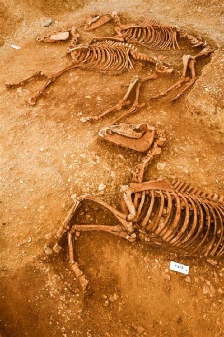 Graves With Dozens Of Horses Were Just Uncovered In France