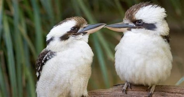Horny Birds Mating On Power Line Cause Power Outage In Australia
