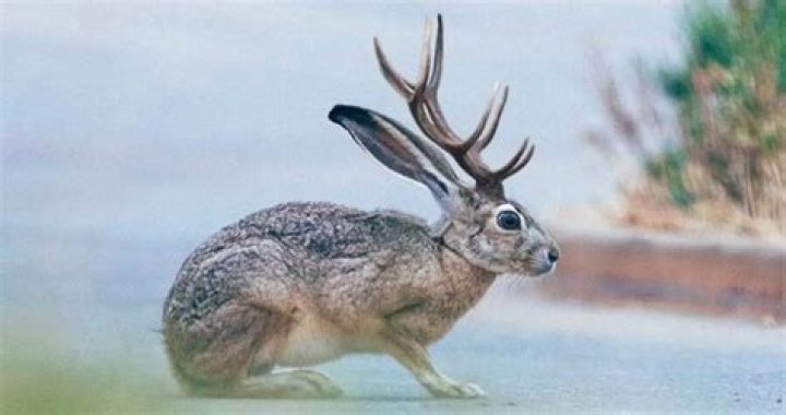 Inside The Legend Of The Horned Rabbit