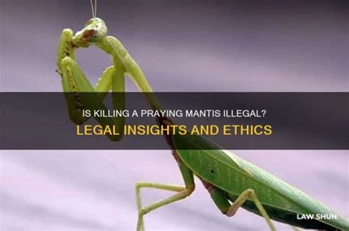 Is killing a praying mantis illegal? - Celebrity.tn