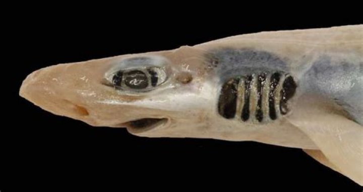 Italian Scientists Baffled By Skinless, Toothless Catshark