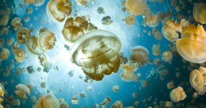 Jellyfish Lake, Where Millions Of Golden Jellyfish Dance In The Sun