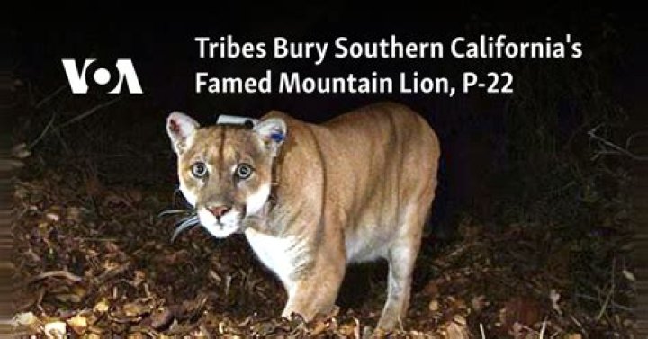 L.A.'s Famous Mountain Lion P-22 Euthanized After Vehicle Strike