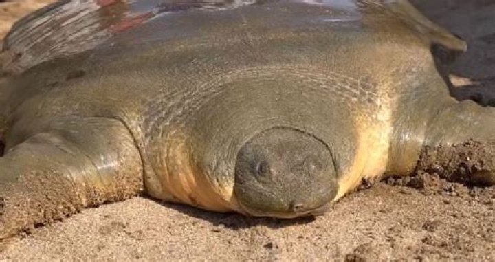 Last Known Giant Yangtze Softshell Turtle Female Dies