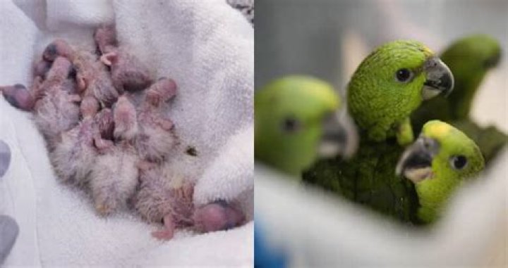 Man Caught Trying To Smuggle Parrot Eggs When They Hatched