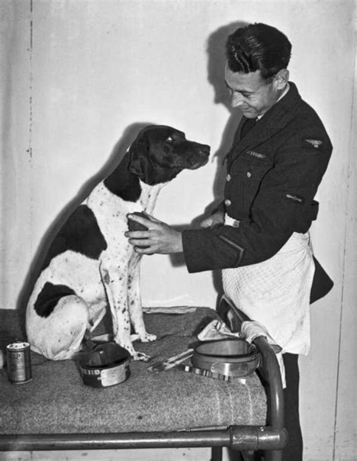 Meet Judy The Dog, The Only Animal To Become A POW In World War II