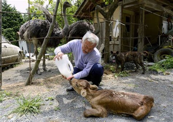 Meet Naoto Matsumura, The Guardian Of Fukushima's Animals