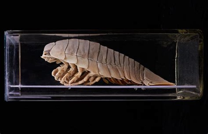 Meet The Giant Isopod, The 20-Inch-Long 'Sea Cockroach'