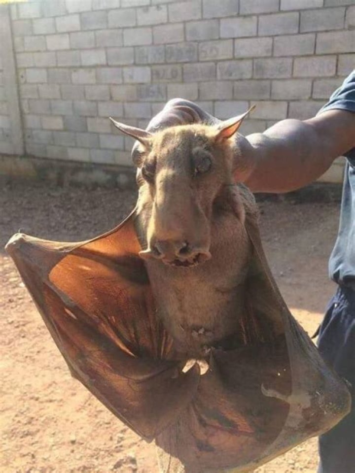 Meet The Hammer-Headed Bat, The Largest Megabat In Africa