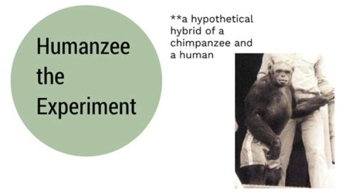 Meet The Humanzee, The Human-Ape Hybrid Of Medical Ethics Nightmares