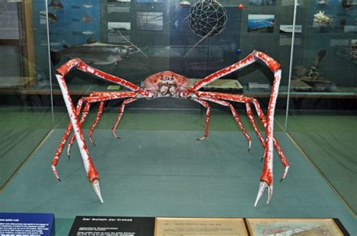 Meet The Japanese Spider Crab, The 'Daddy Long Legs Of The Sea'
