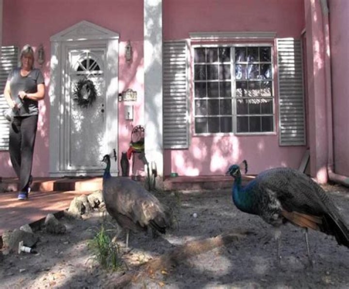 Miami Peacocks To Be Removed After Aggressive Behavior