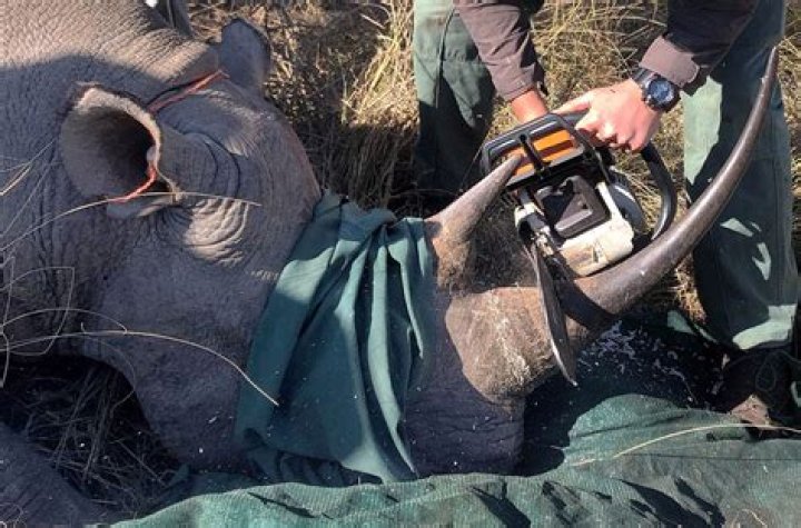 Poaching Is Causing The African Elephants To Become Tuskless