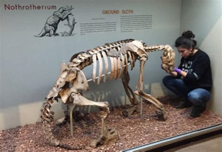 Scientists Discover That Extinct Giant Ground Sloths Ate Meat