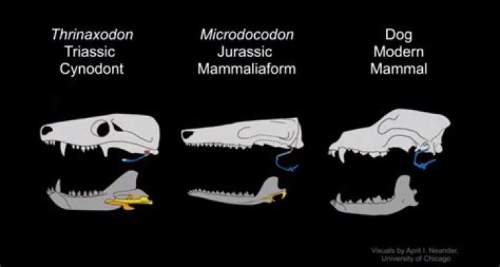Skulls Of Mammal Relative And Her 38 Babies Discovered