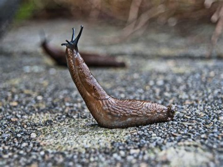 Slug