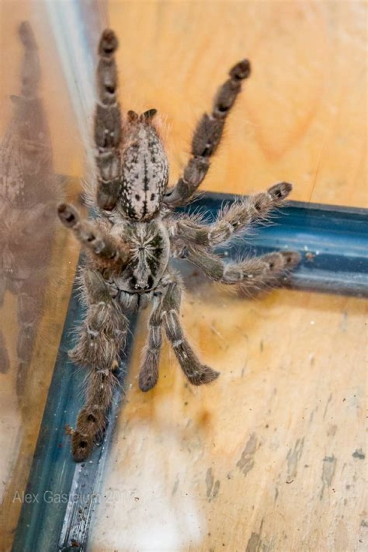 Tarantula Venom Might Help Scientists Cure A Form Of Epilepsy Found In Children