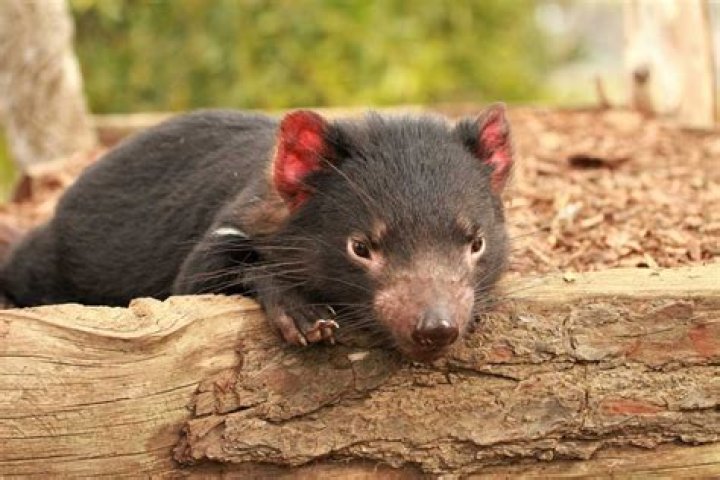 Tasmanian Devils Born On Mainland Australia For First Time In Centuries