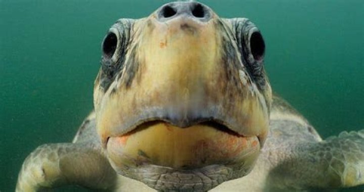Terrifying Sea Turtle Mouth Video Will Take You By Surprise