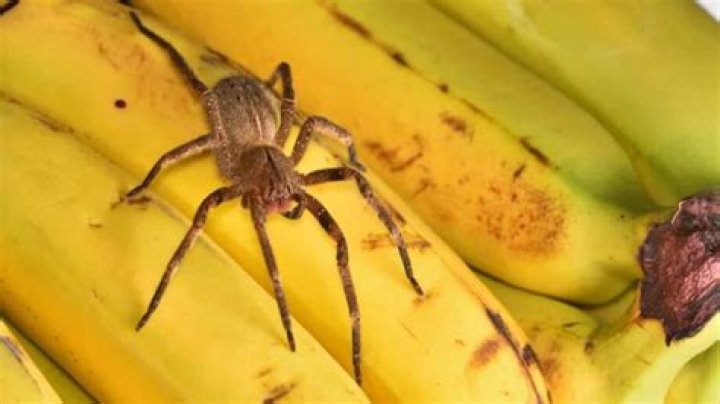 The Banana Spider's Golden Silk Is Actually A Natural Marvel