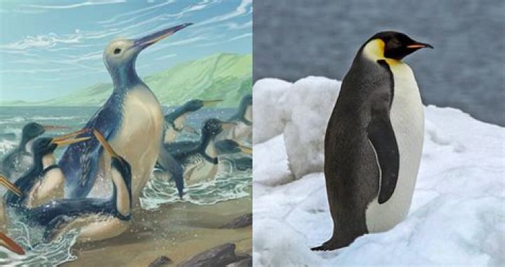 The Biggest Penguin In History Weighed Over 300 Pounds