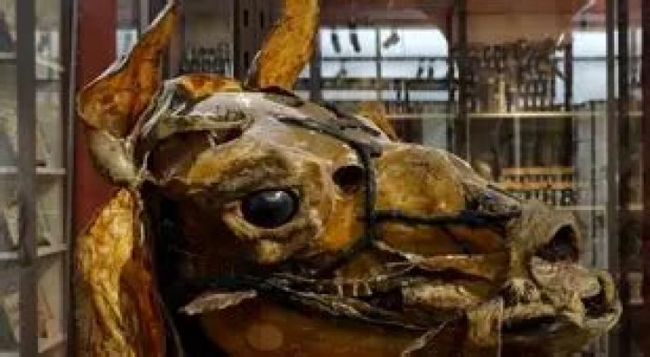 The Flayed Men And Deformities Of The Musee Fragonard