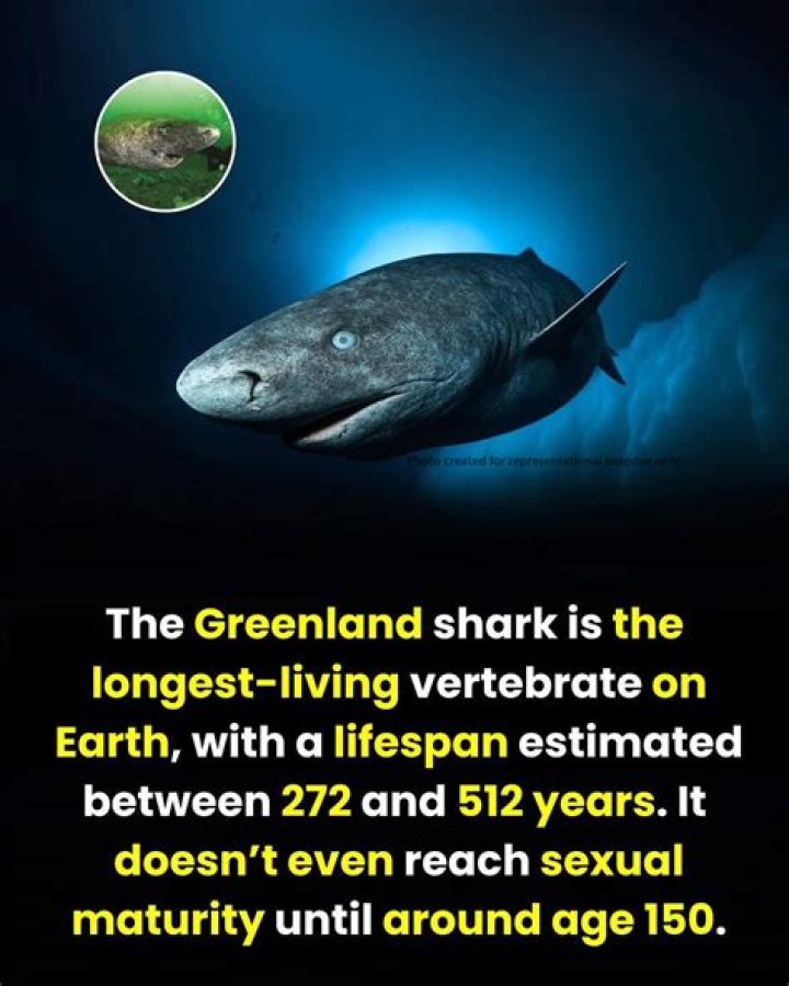 The Greenland Shark Is The Longest Living Vertebrate