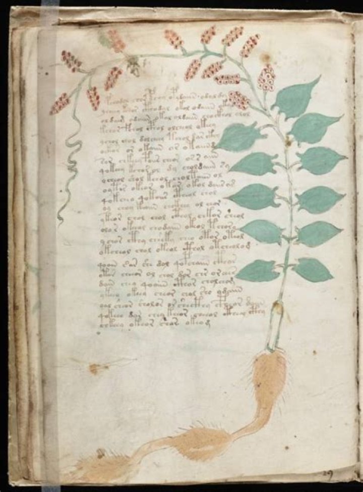 The Mystery Of The 600-Year-Old Voynich Manuscript Has Been Solved, Says U.K. Academic