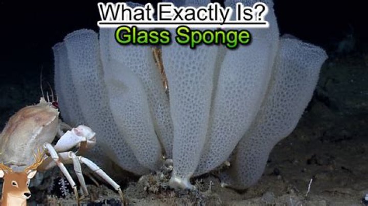 The New Glass Sponge Species Biologists Are Calling The 'E.T. Sponge'