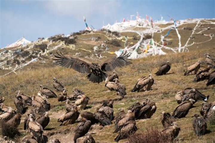 The Tibetan Sky Burial, When Dead Bodies Are For The Birds