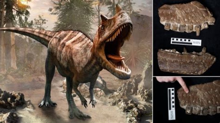 Tyrannosaurus Rex's Older Cousin, 'Reaper Of Death,' Discovered In Canada