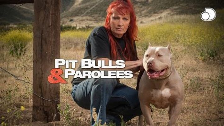 What happened to Perry on “Pitbulls and Parolees”?